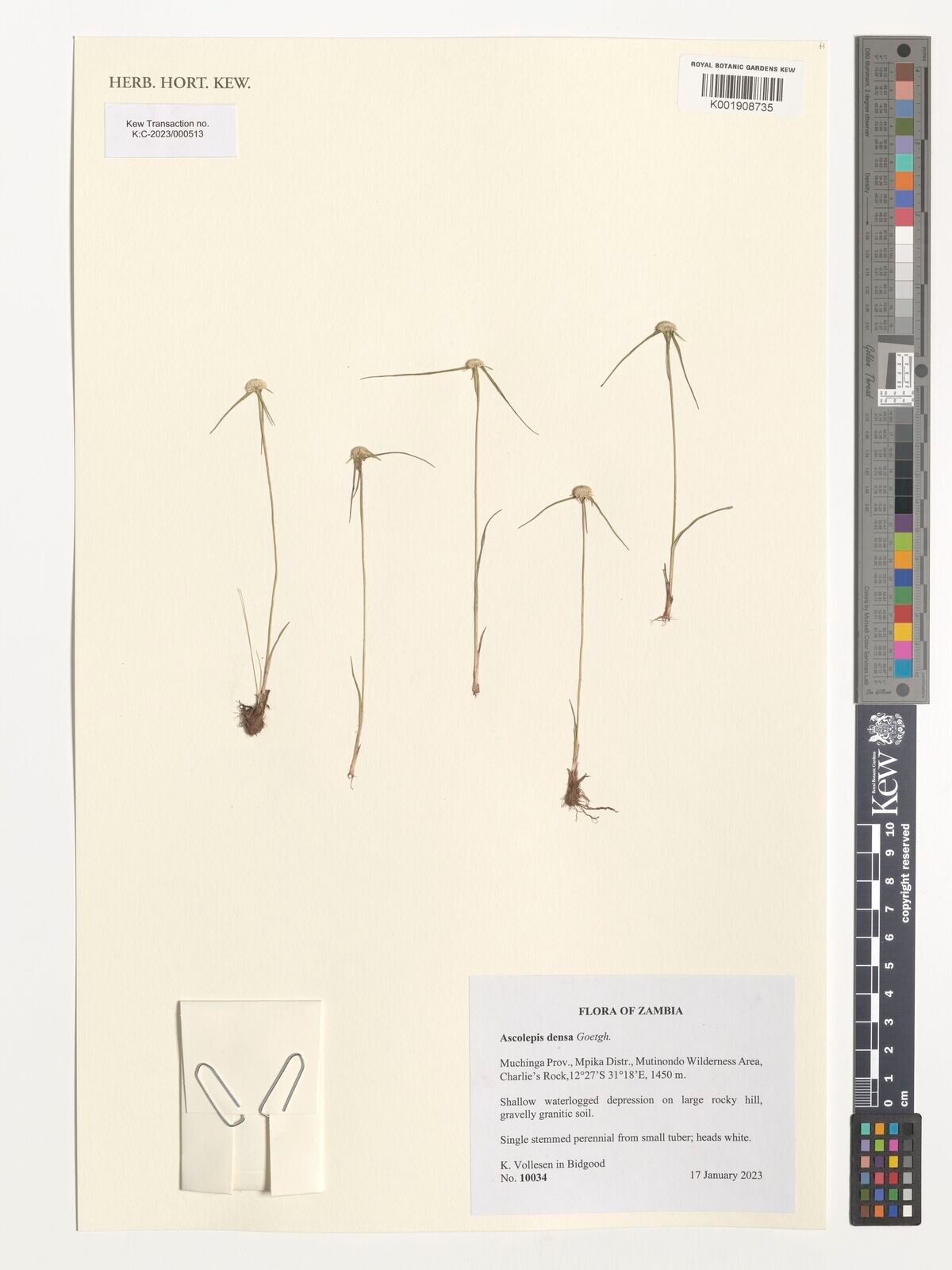 Cyperus ascodensus — houseplant care guide