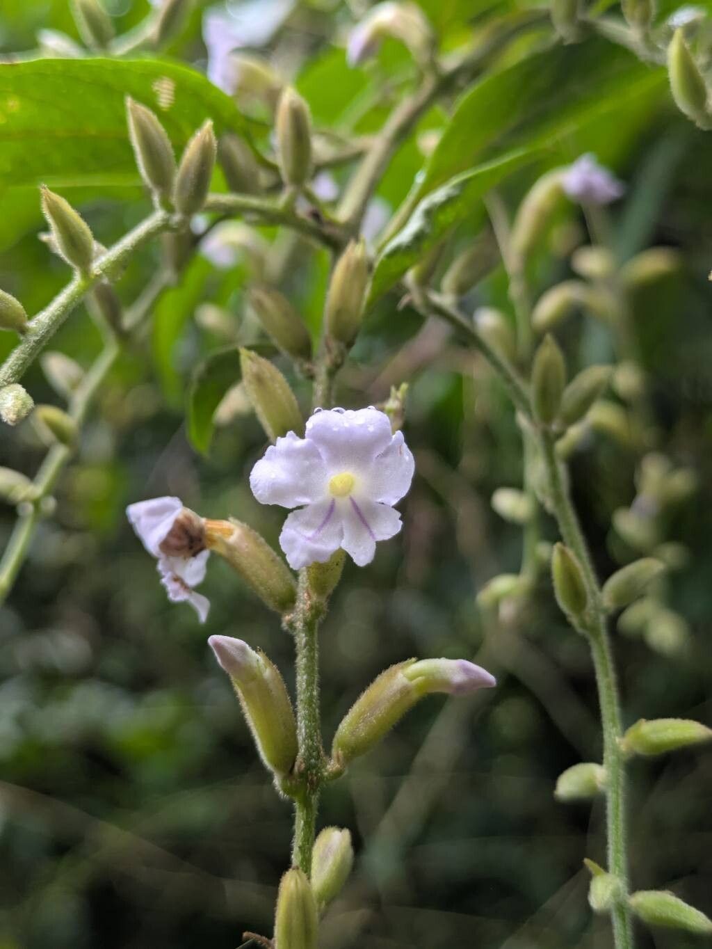 Duranta costaricensis