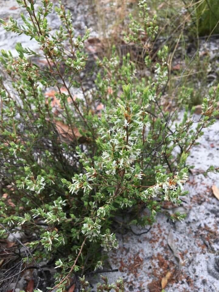 Brachyloma daphnoides — search result for 'Daphne'