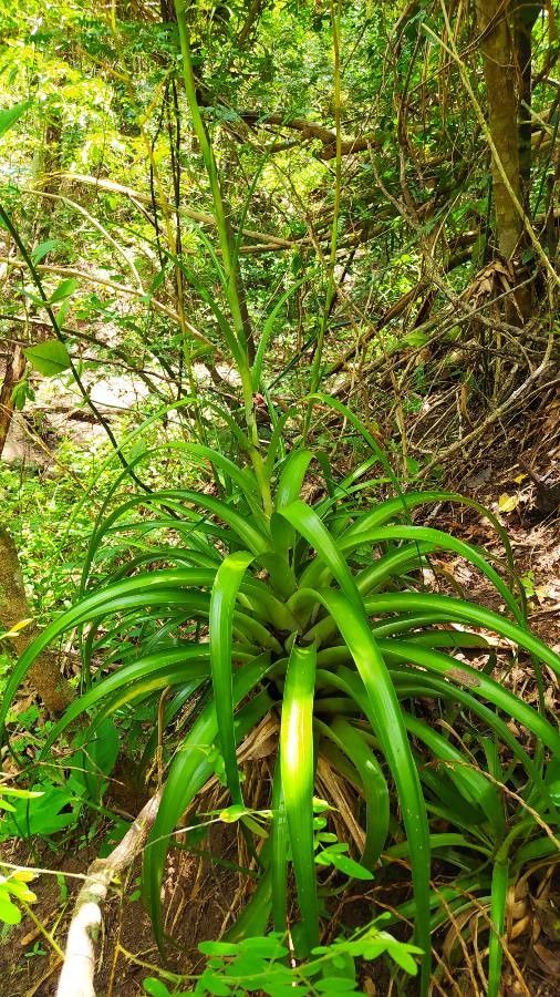 Tillandsia elongata leaf