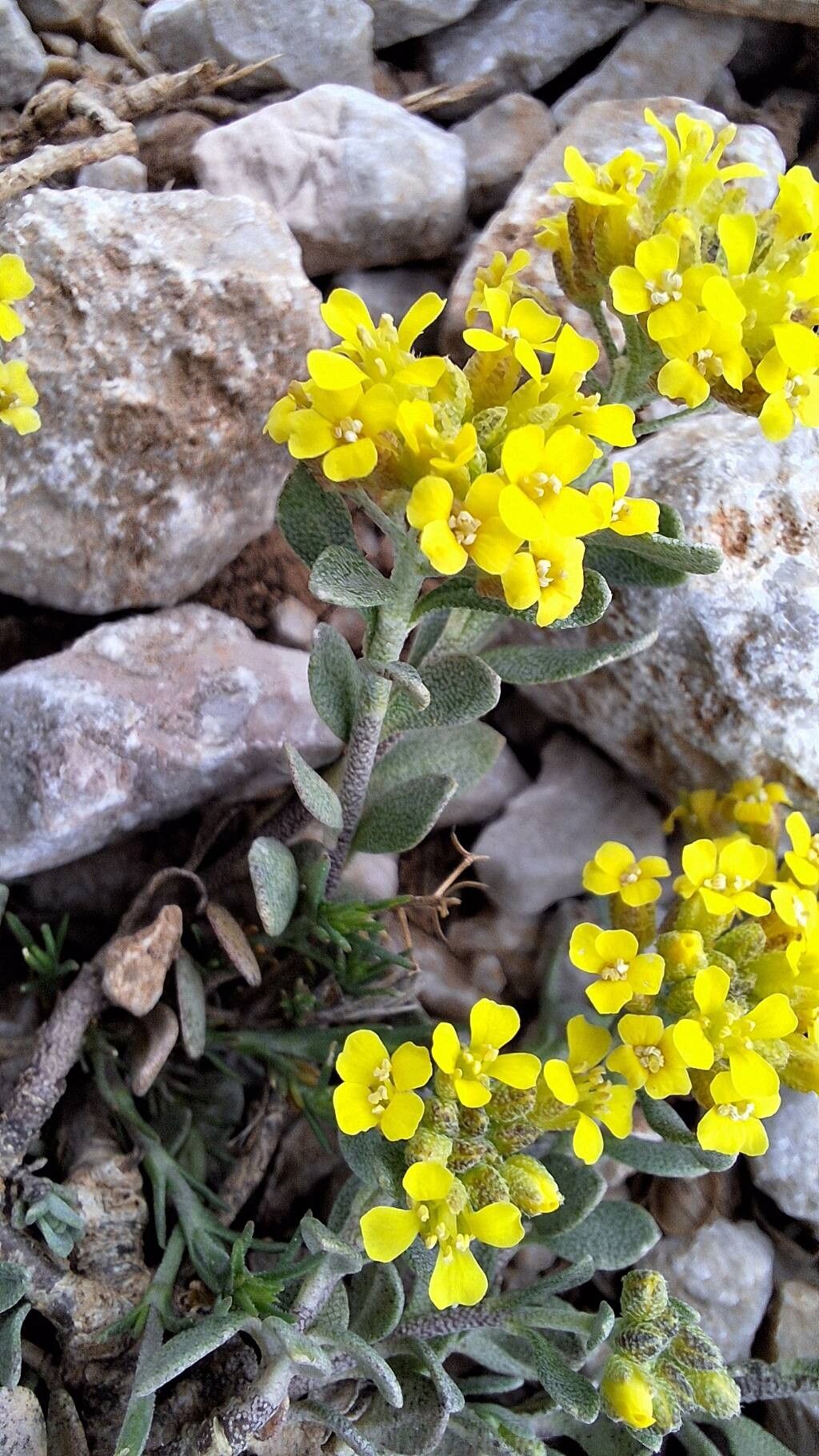 Alyssum gustavssonii — houseplant care guide