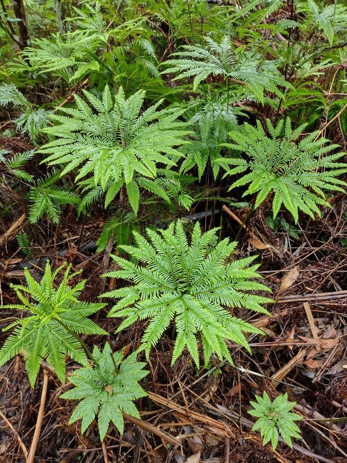 Sticherus flabellatus habit