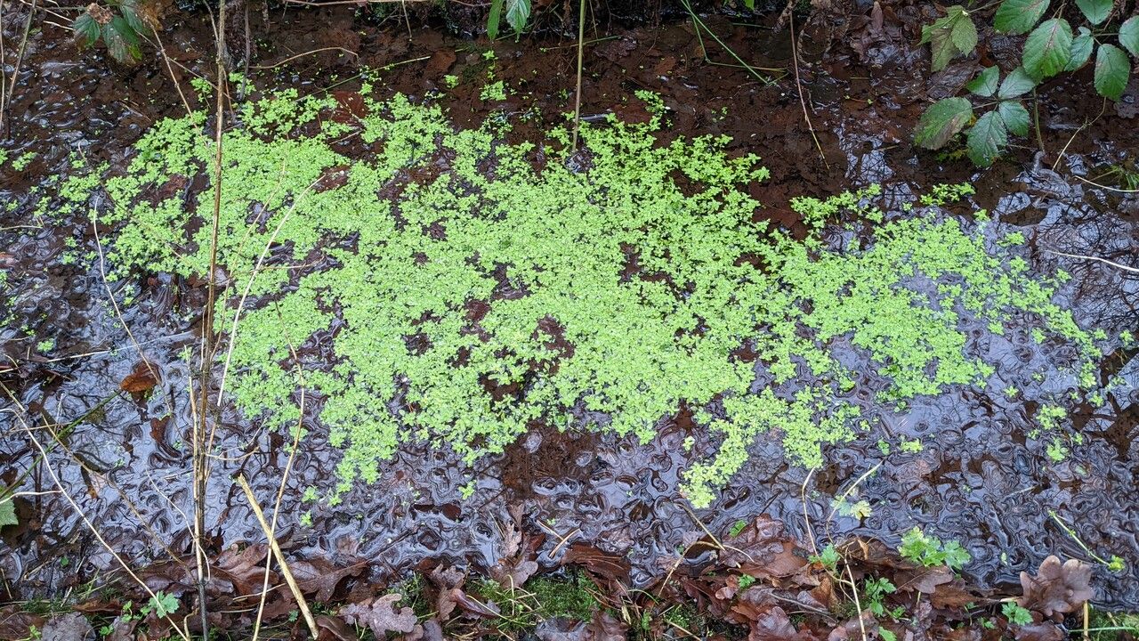 Callitriche palustris habit