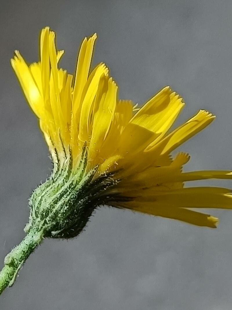 Hieracium nobile flower
