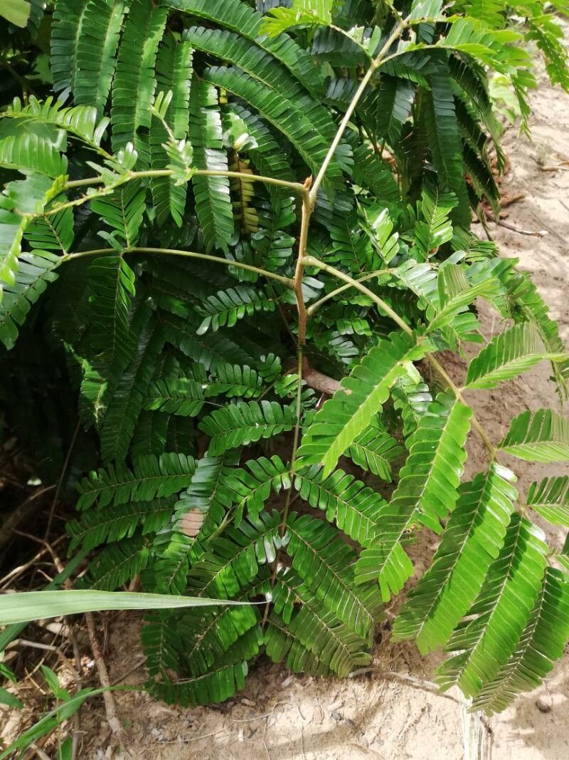Pentaclethra eetveldeana leaf