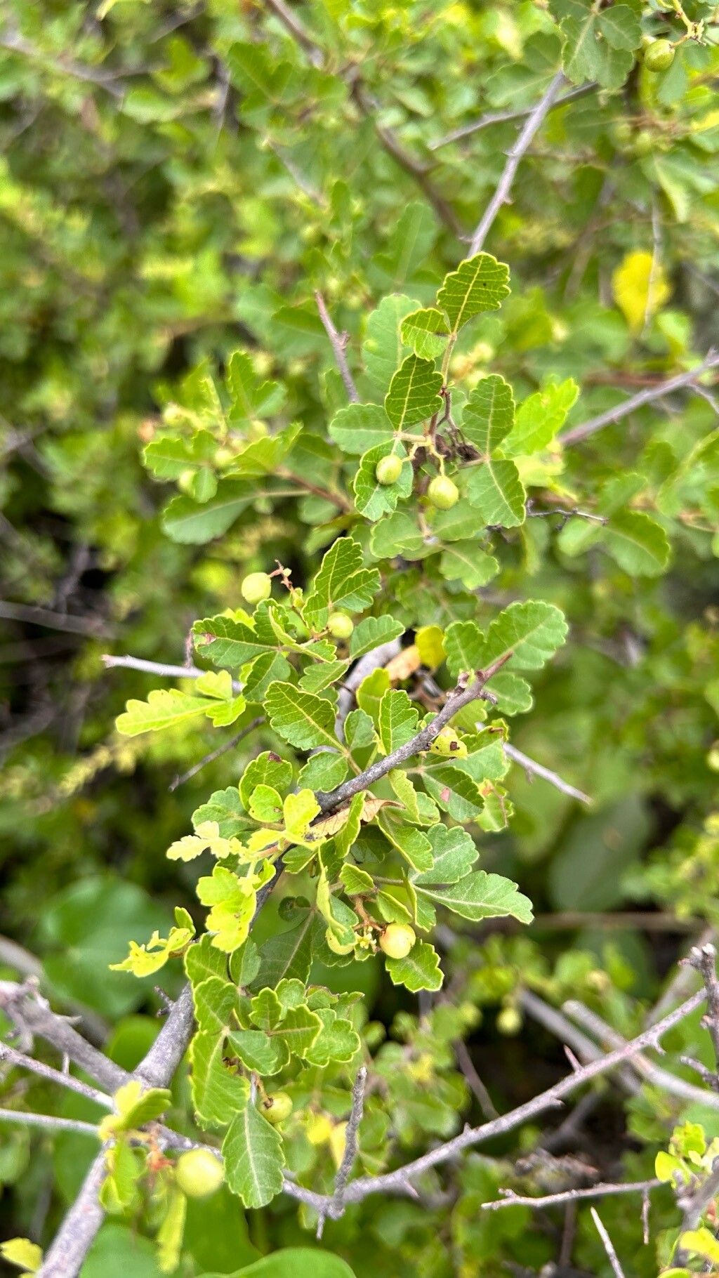 Searsia mysorensis — houseplant care guide