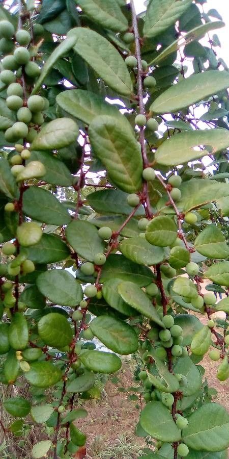 Bridelia cathartica — related species from the same genus