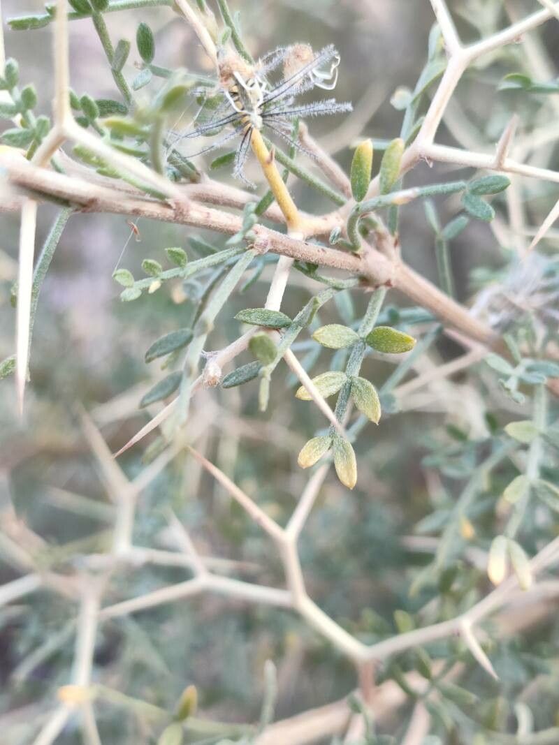 Adesmia spinosissima — houseplant care guide