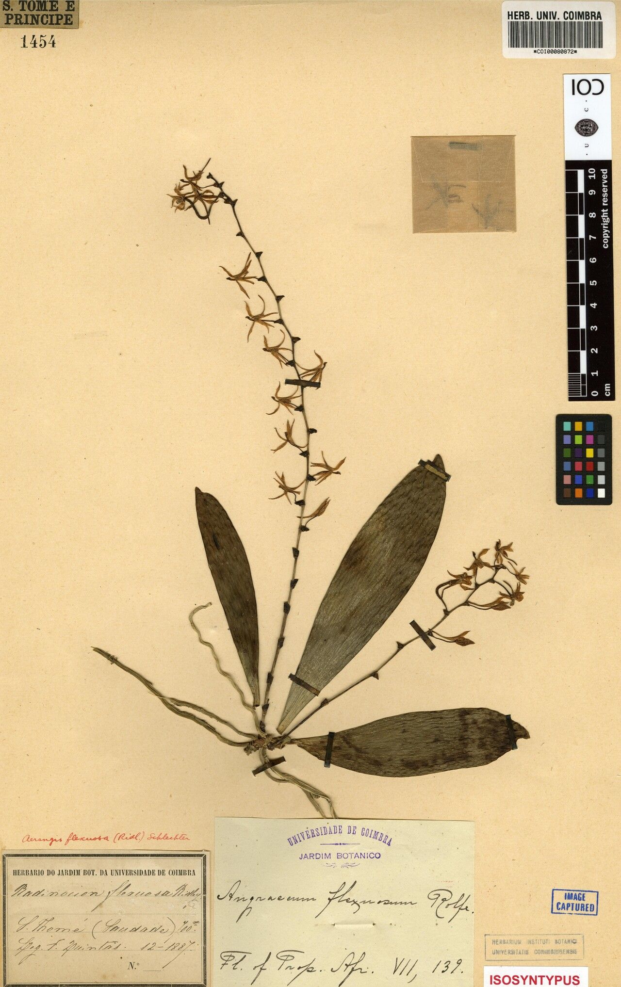 Aerangis flexuosa — search result for 'Aerangis'