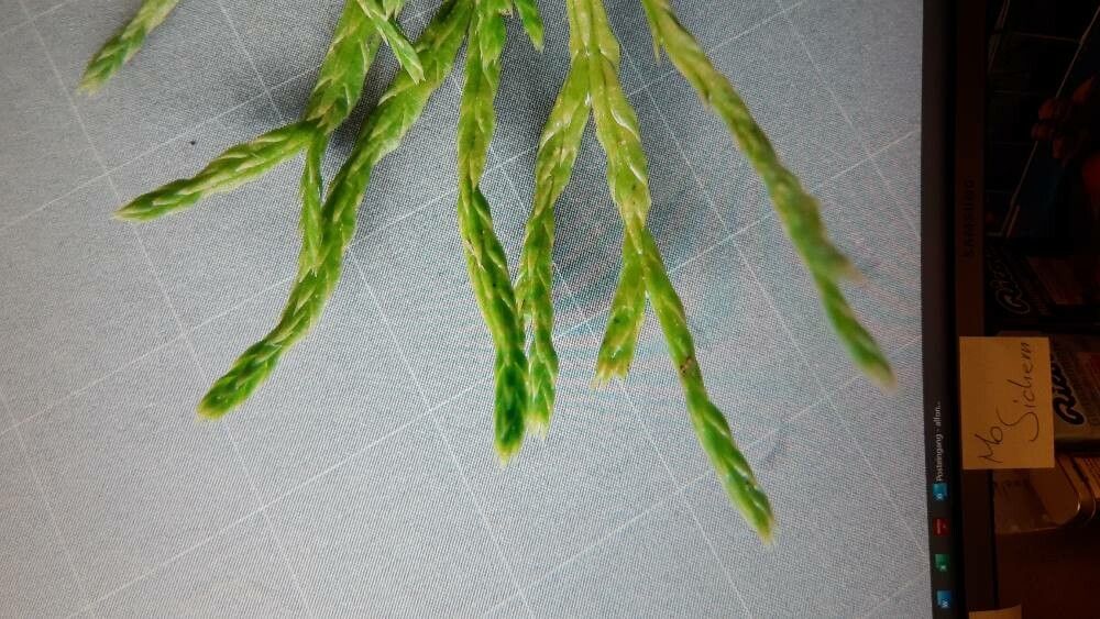 Lycopodium × issleri leaf