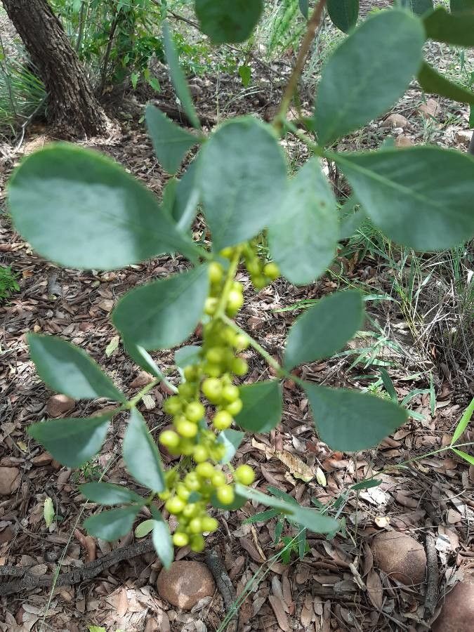 Searsia zeyheri fruit