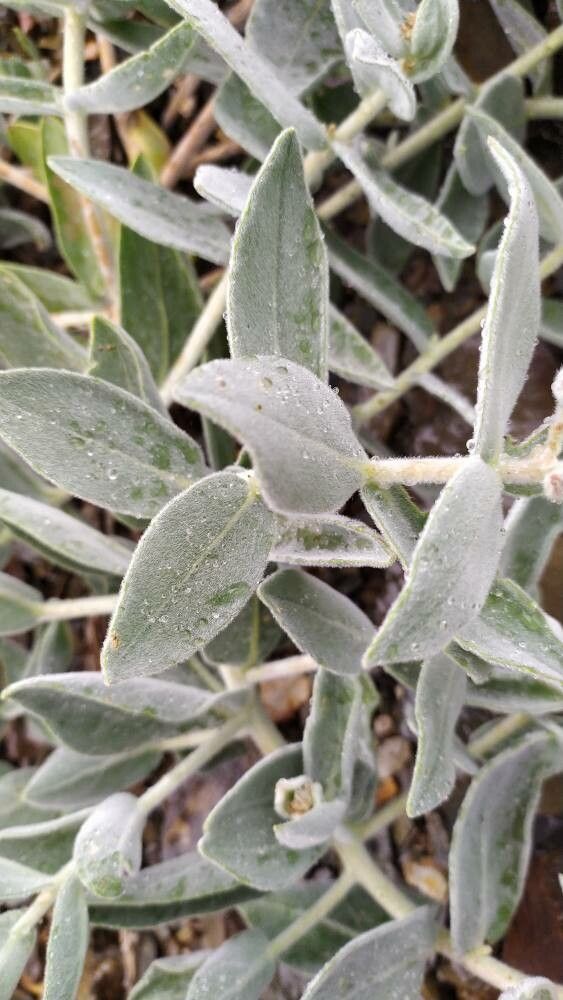 Trichodesma afghanicum — related species from the same genus