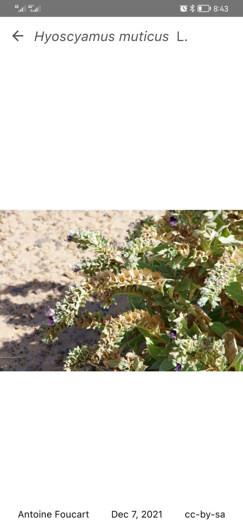 Hyoscyamus muticus fruit