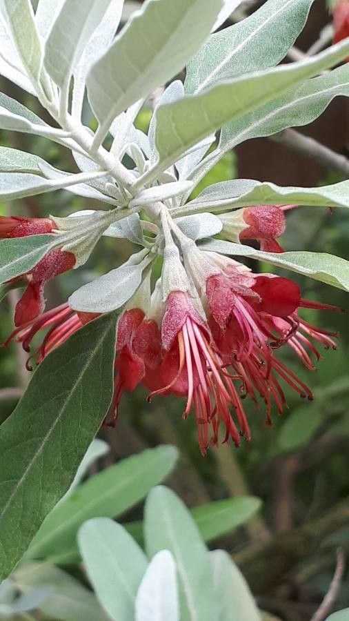 Teucrium heterophyllum flower