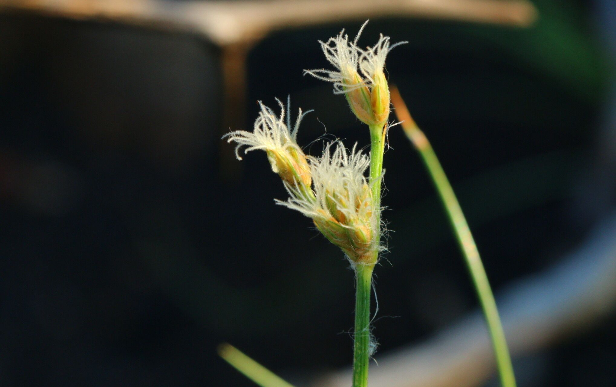 Bulbostylis boeckeleriana — houseplant care guide