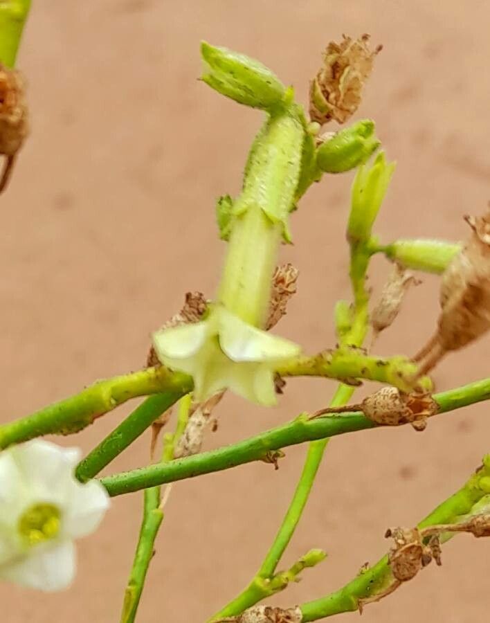 Nicotiana petunioides flower