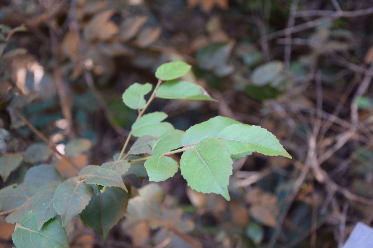 Xylosma capillipes habit