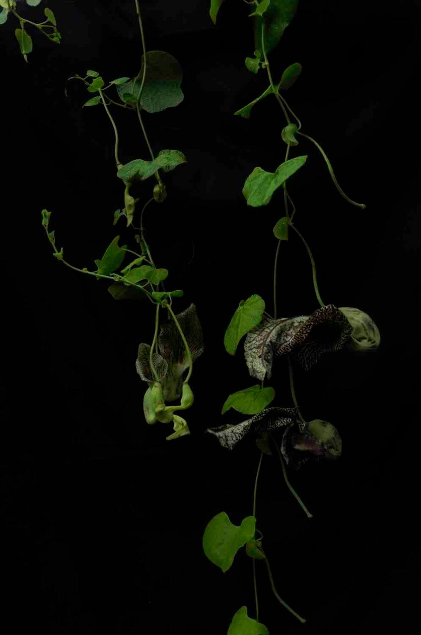 Aristolochia cymbifera flower