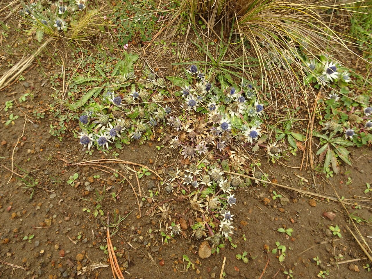 Eryngium carlinae habit