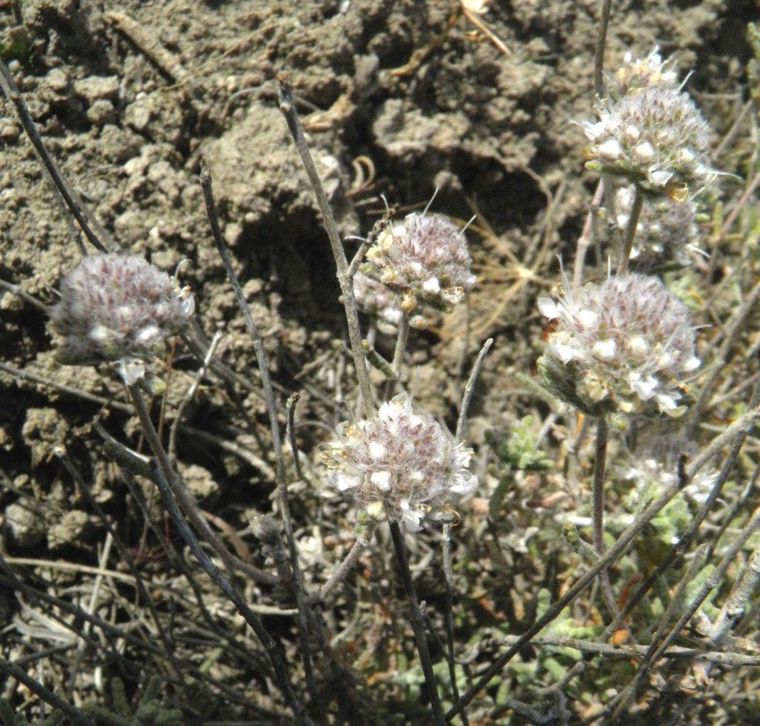 Teucrium charidemi habit