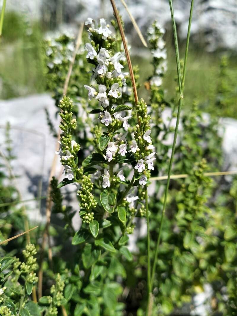 Clinopodium album flower