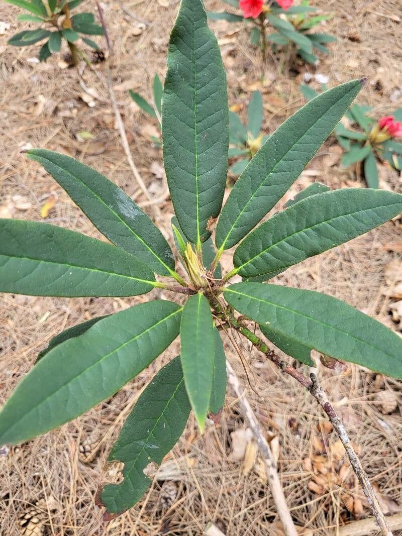 Rhododendron griersonianum — houseplant care guide