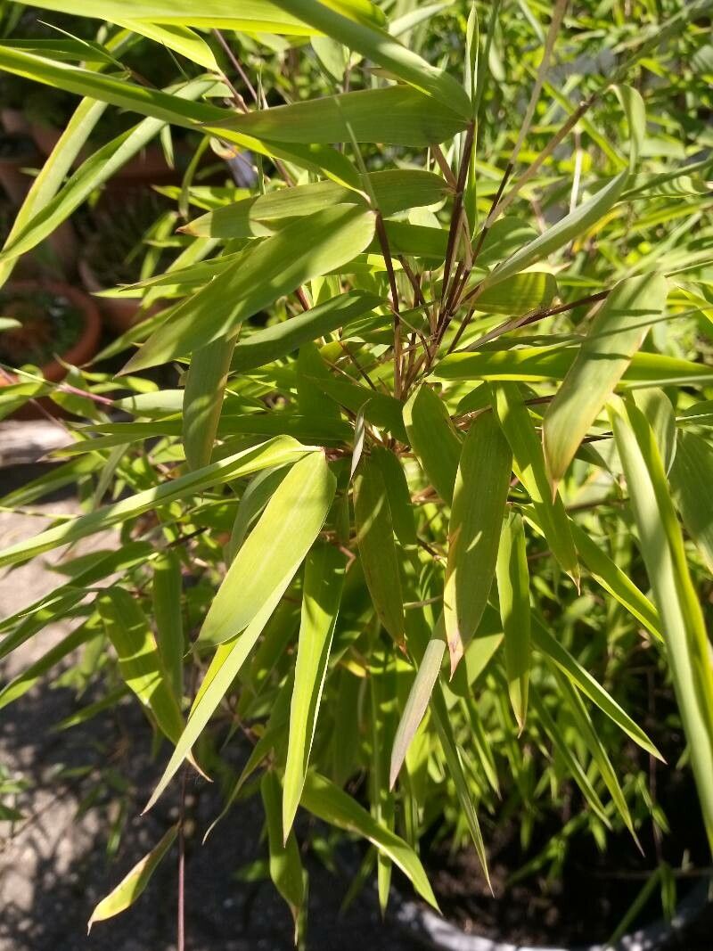 Fargesia nitida leaf