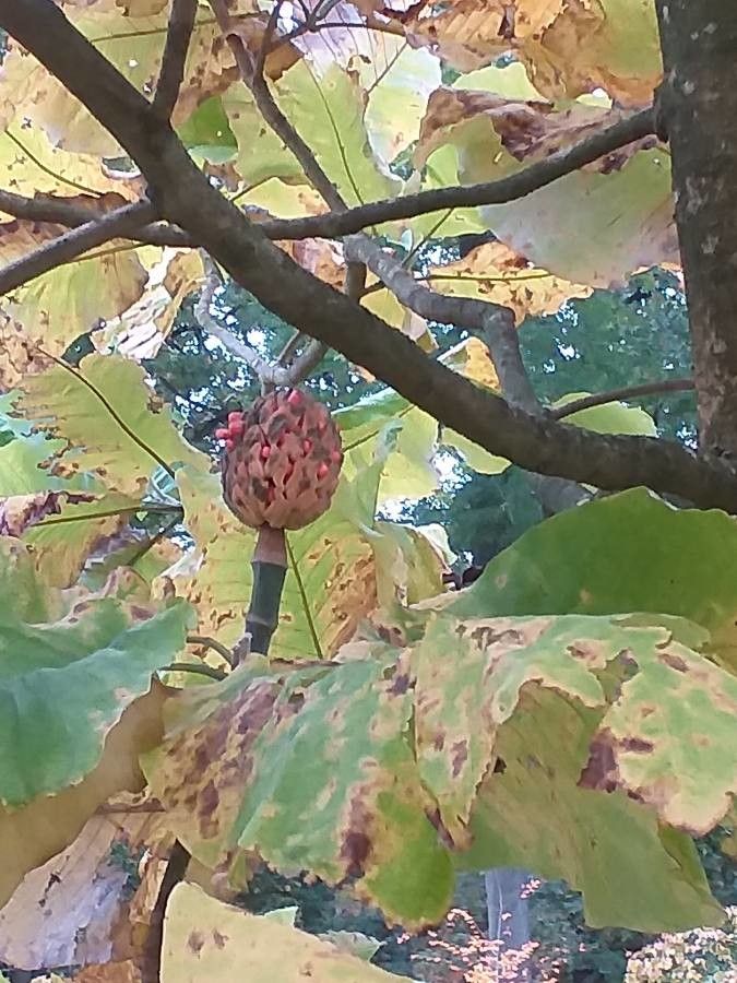 Magnolia macrophylla fruit