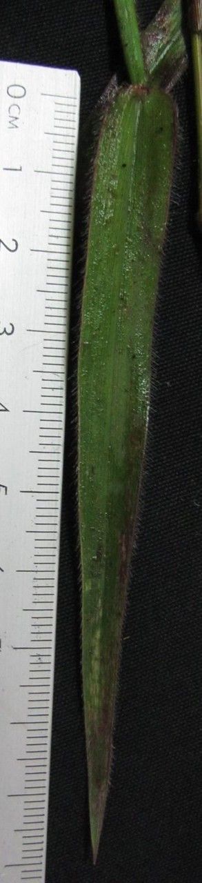 Paspalum pilosum — search result for 'Paspalum'