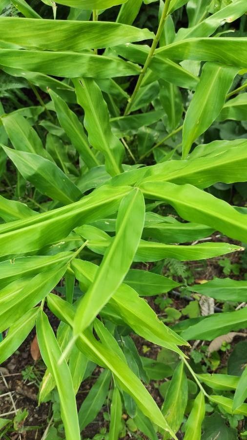 Zingiber mioga — search result for 'Zingiber'