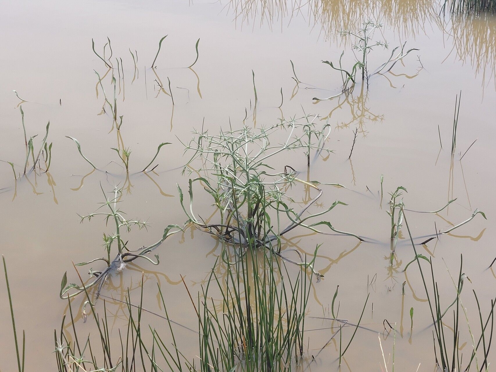 Eryngium corniculatum leaf