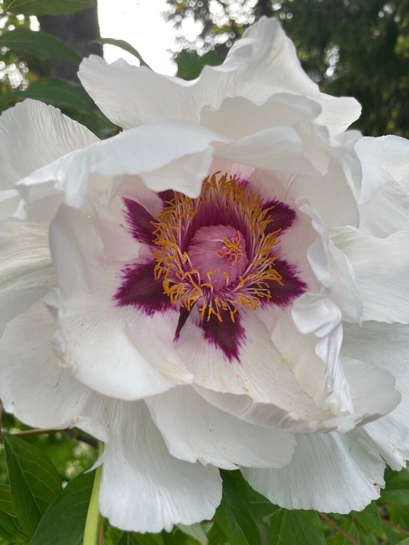 Paeonia ostii flower