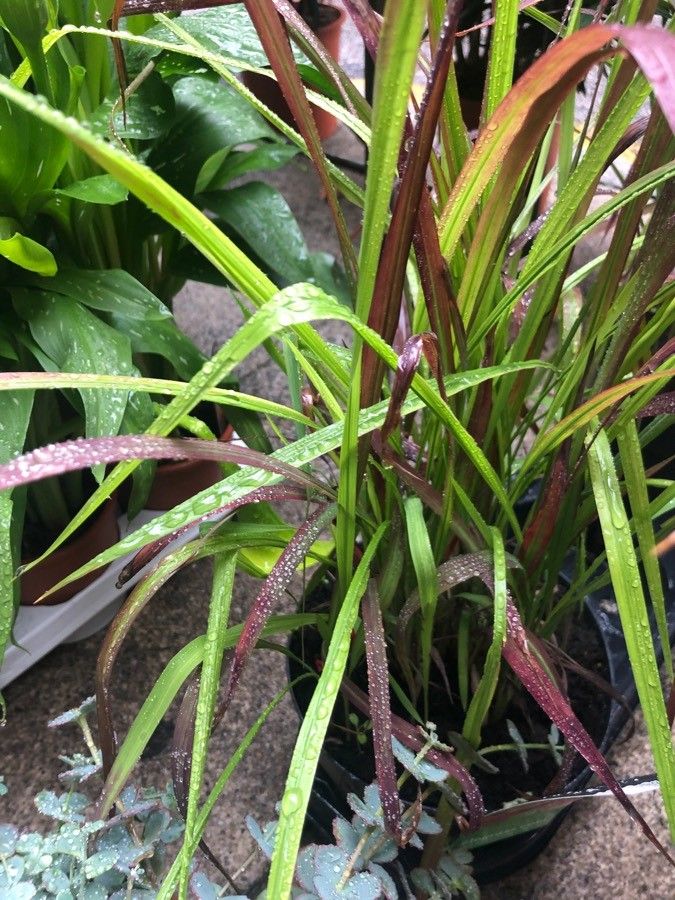 Imperata cylindrica leaf