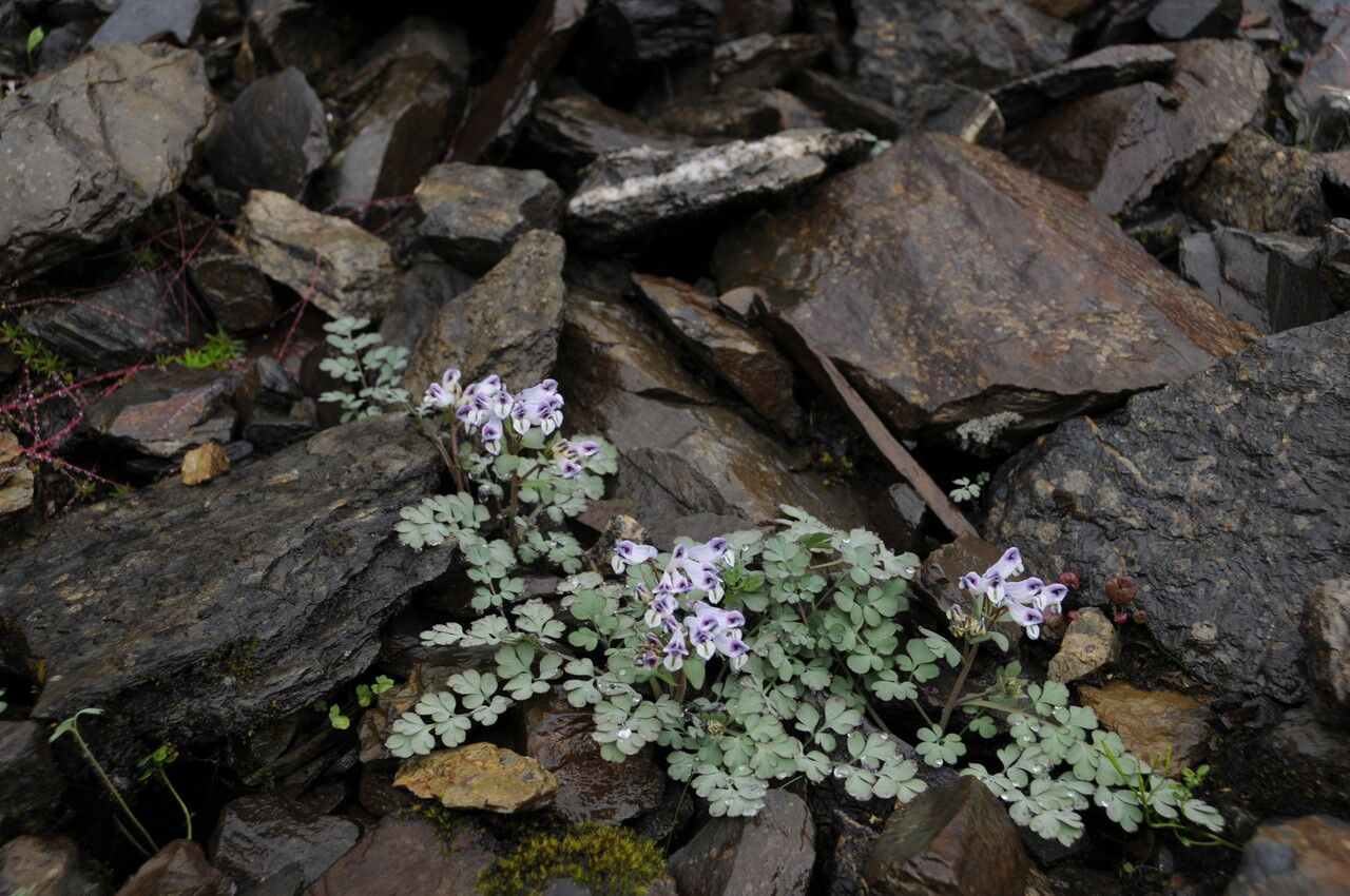Corydalis latiflora — houseplant care guide