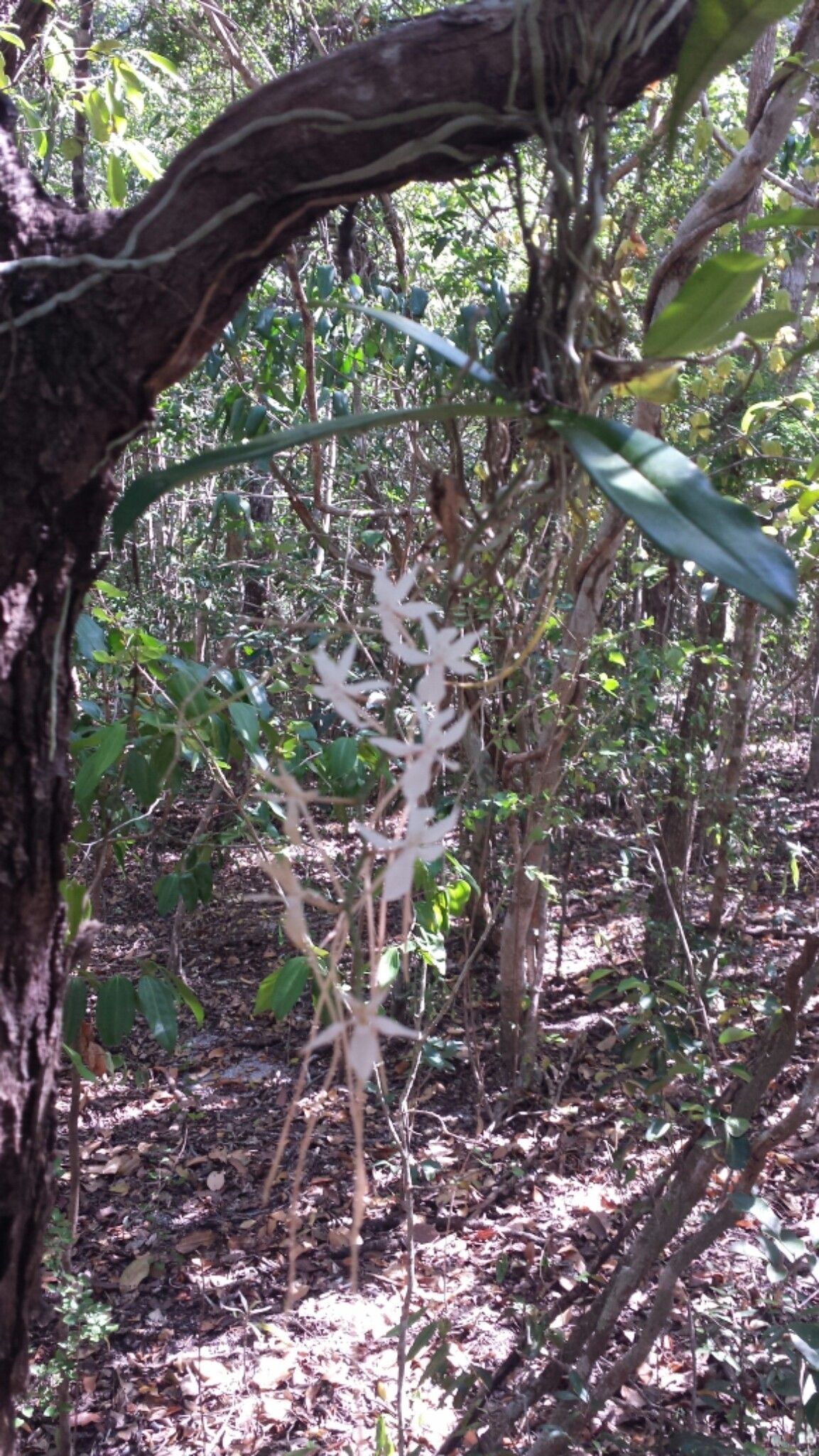 Aerangis mooreana — search result for 'Aerangis'