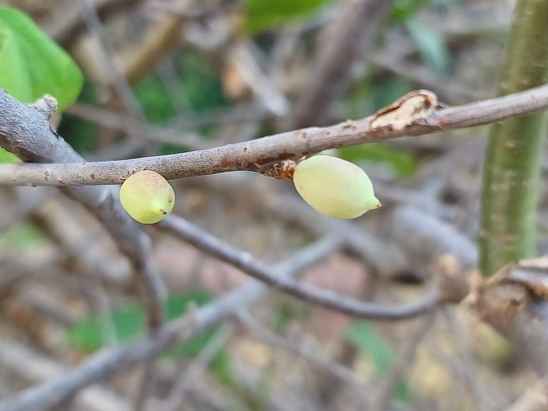 Commiphora wightii fruit