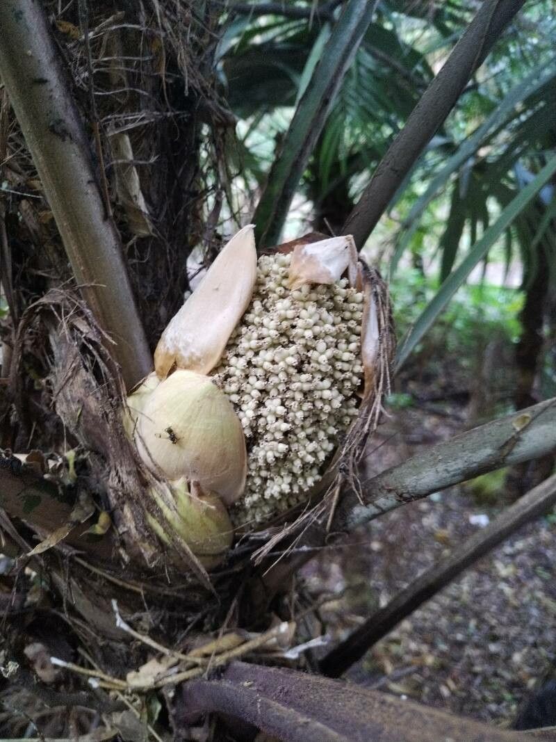 Cryosophila williamsii flower