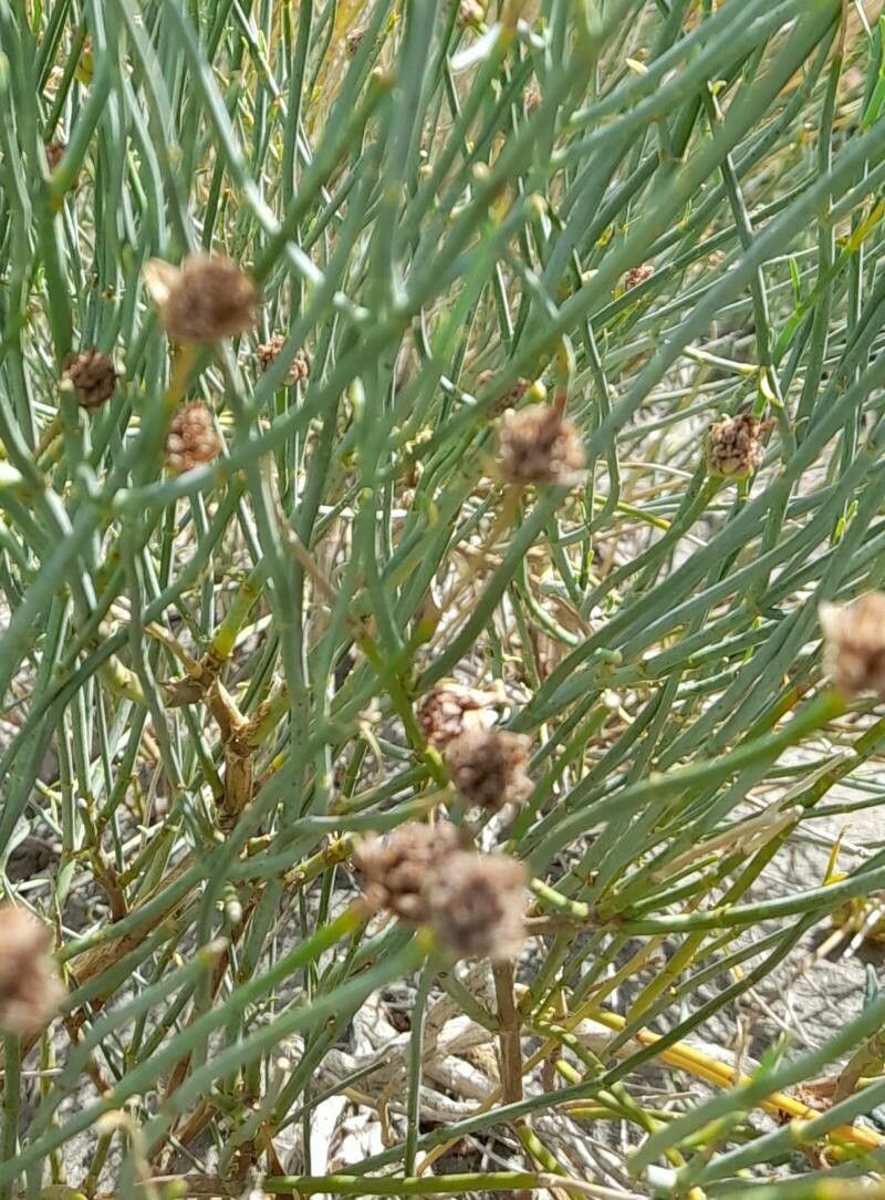 Junellia spathulata — houseplant care guide