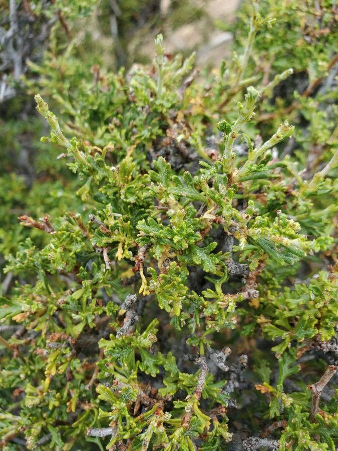 Purshia glandulosa — related species from the same genus