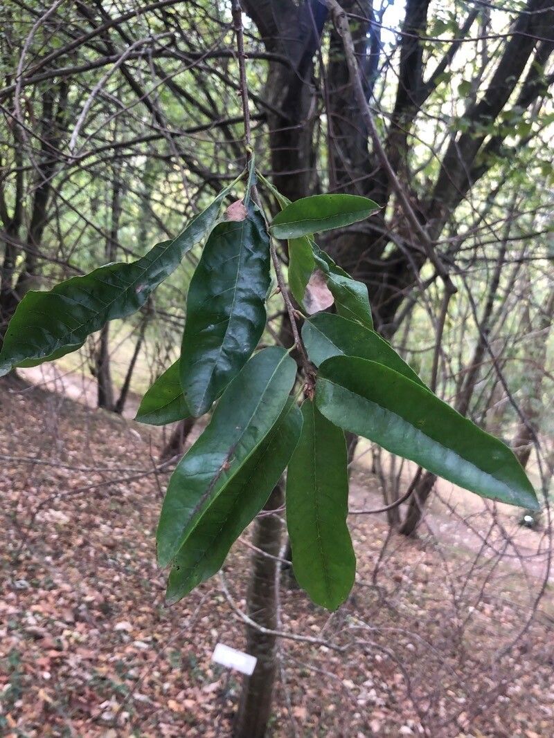 Quercus saltillensis — houseplant care guide