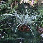 Tillandsia xerographica