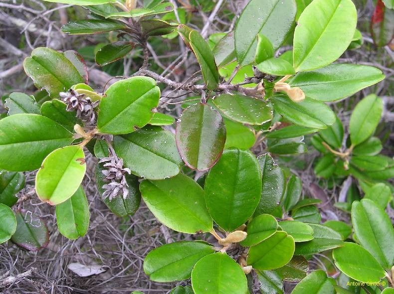 Hibbertia wagapii habit