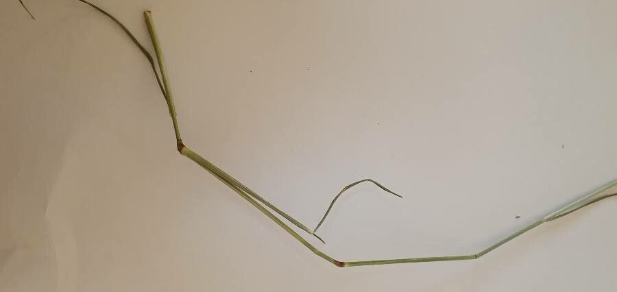 Eragrostis cylindriflora other