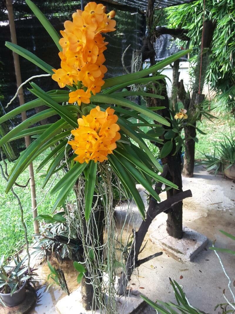 Vanda miniata flower