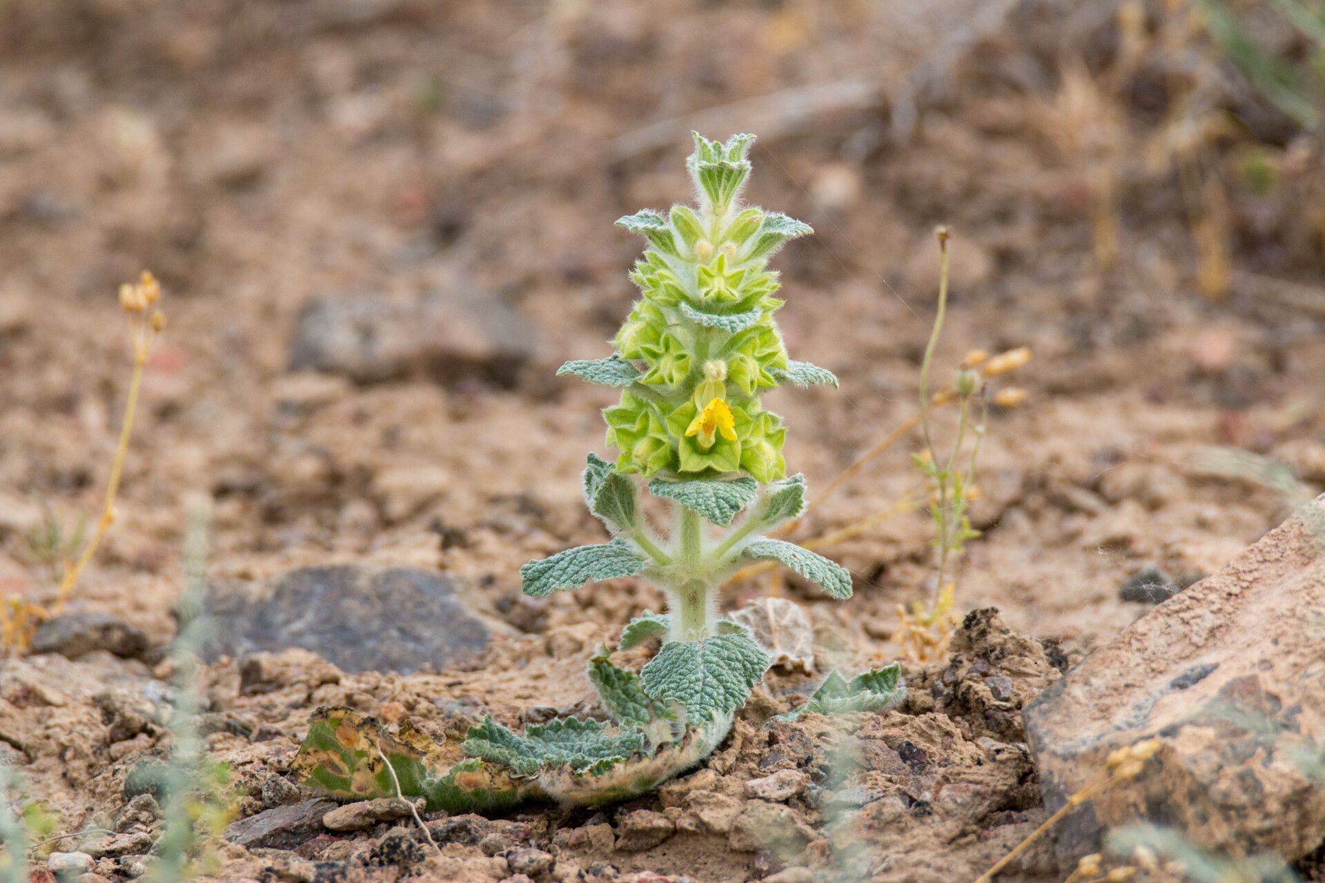 Phlomoides isochila habit
