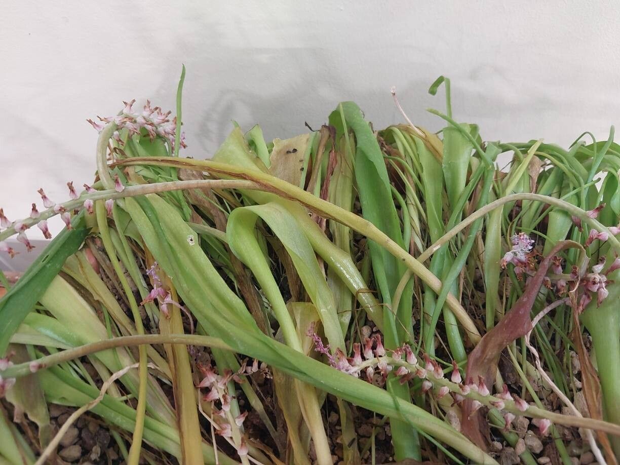 Lachenalia mutabilis leaf