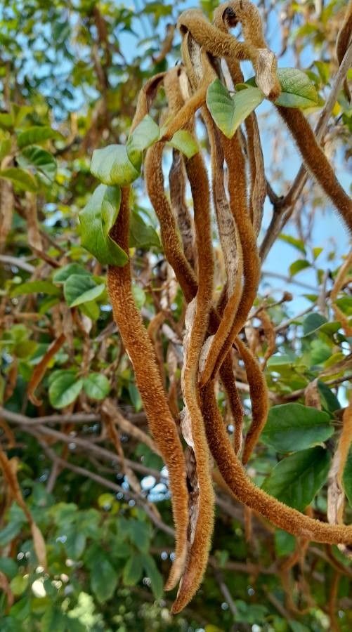 Handroanthus ochraceus fruit