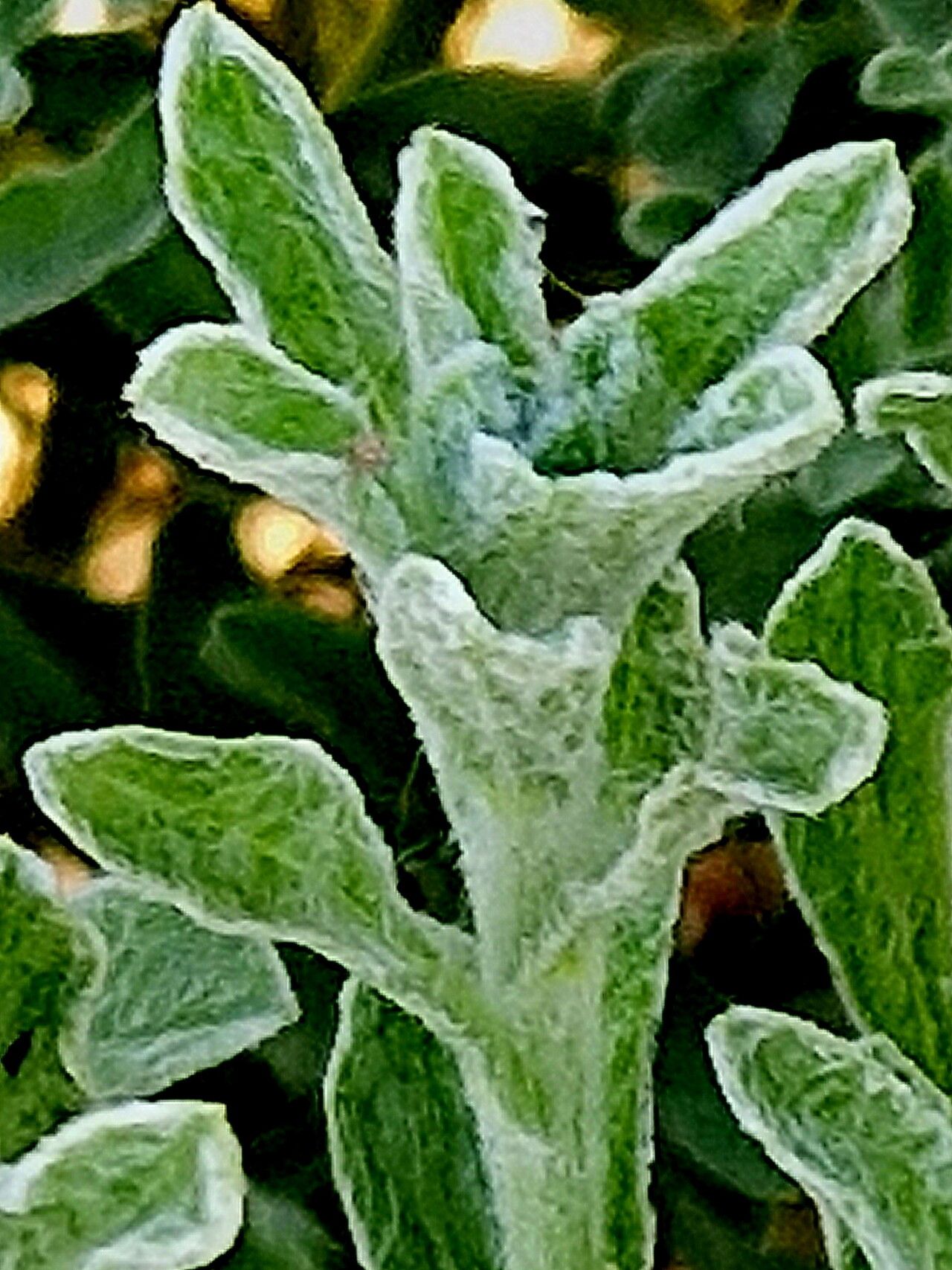 Nidorella hottentotica — houseplant care guide