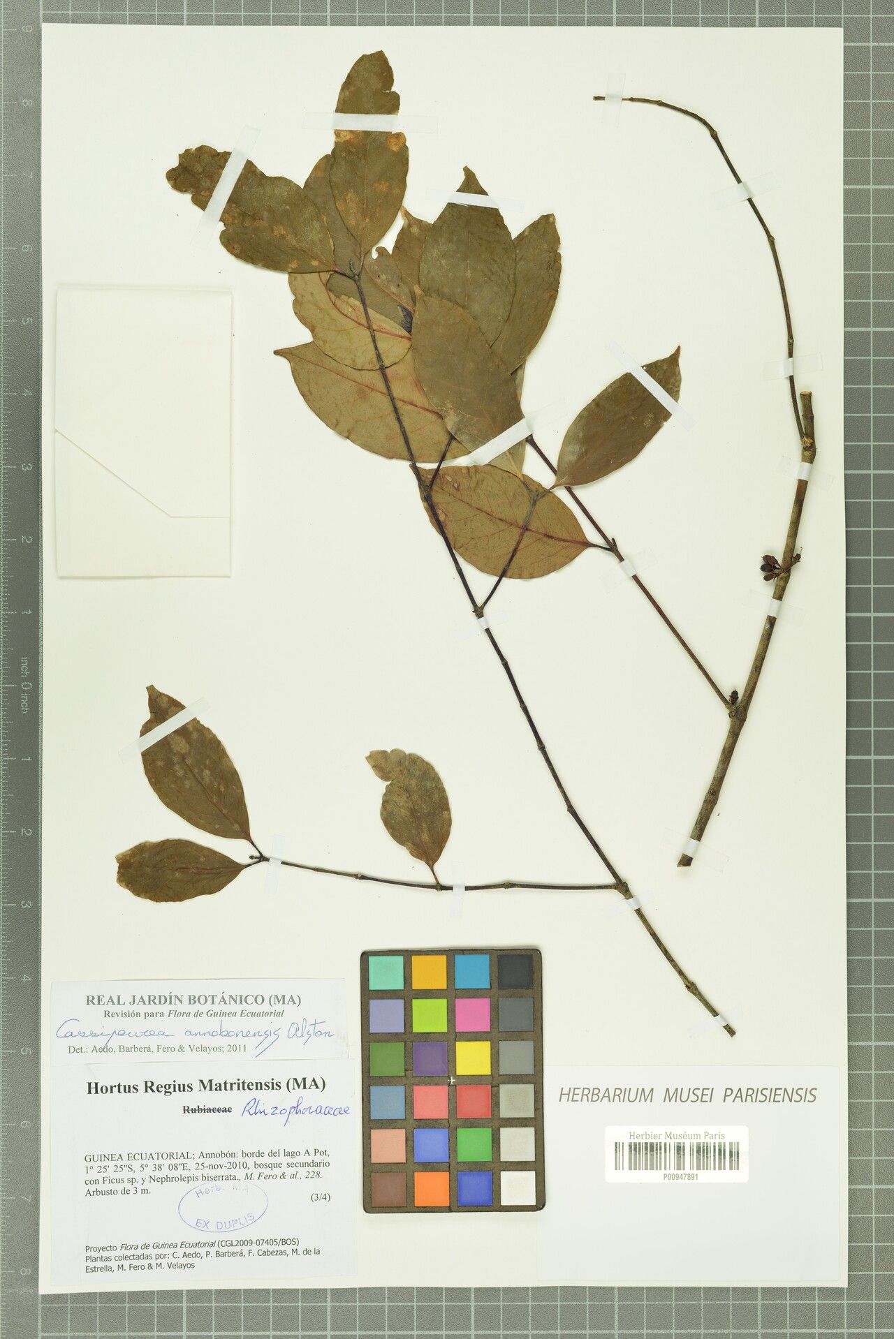 Cassipourea annobonensis — related species from the same genus