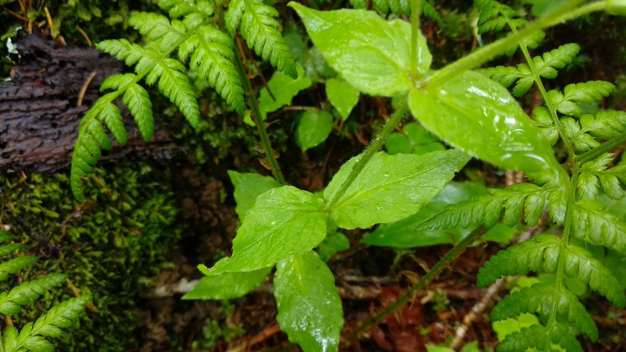 Stellaria nemorum leaf